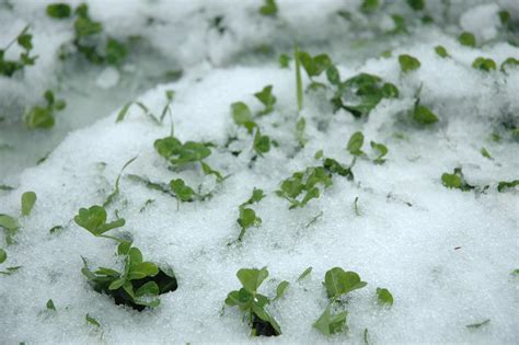Snow Magic: Embracing the Power of Four Leafed Clovers